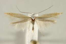 Image of Coleophora congeriella Staudinger 1859