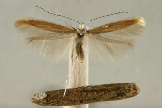 صورة Coleophora cytisanthi Baldizzone 1978