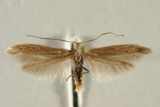 Image of Coleophora directella Zeller 1849