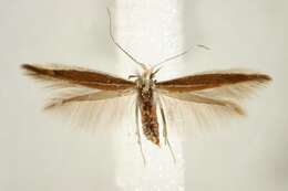 Image of Coleophora genistae Stainton 1858