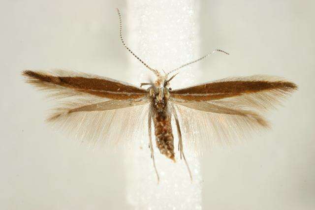 Image of Coleophora genistae Stainton 1858