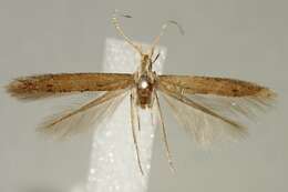 Image of Coleophora infolliculella Chrétien 1915