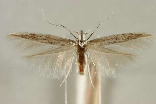 Image of <i>Coleophora ispartae</i>