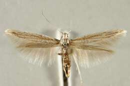 Image of Coleophora meridionella Rebel 1912