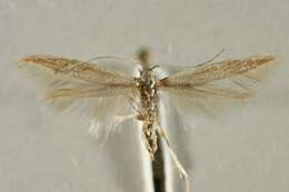 Image of Coleophora meridionella Rebel 1912