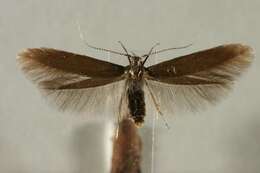 Coleophora orbitella Zeller 1849的圖片