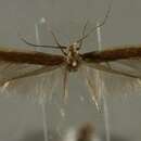 Image of Coleophora orotavensis Rebel 1896