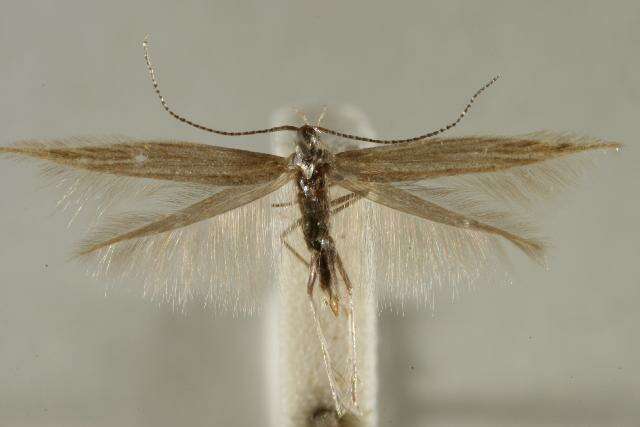 Image of <i>Coleophora otidipennella</i>