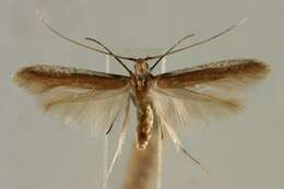 Image of Coleophora pseudopoecilella Klimesch 1981