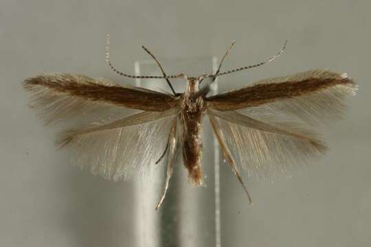 <i>Coleophora polycarpeae</i>的圖片