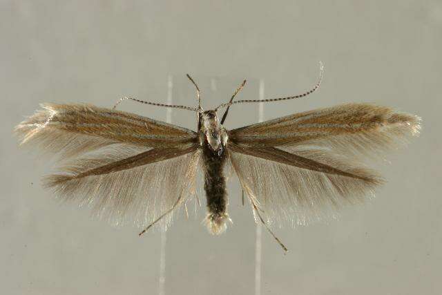 Image of Coleophora striatipennella Nylander & Tengström