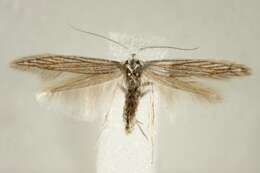 Image of Coleophora struella Staudinger 1859