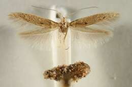 Image of <i>Coleophora subgilva</i>
