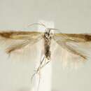 Image of Coleophora univittella Staudinger 1880