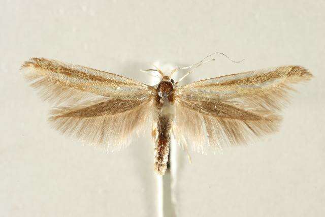 Image of Coleophora valesianella Zeller 1849