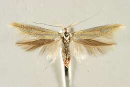 Image of Coleophora valesianella Zeller 1849