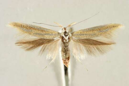 Image of Coleophora valesianella Zeller 1849