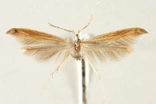 صورة Coleophora wockeella Zeller 1849