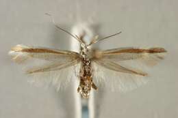 Image of Coleophora vibicigerella Zeller 1839