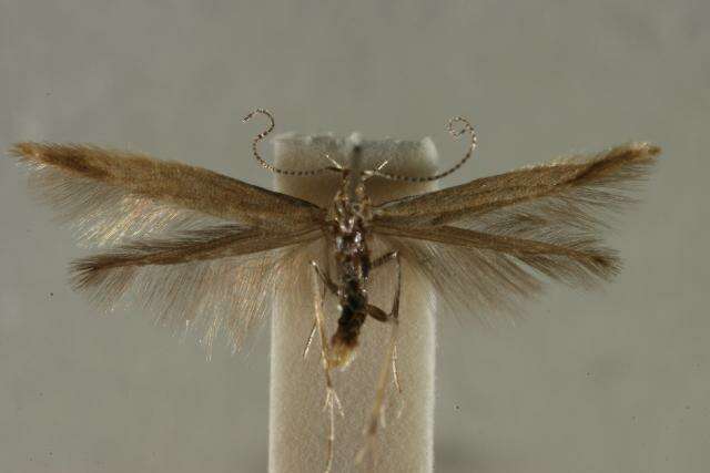 صورة Coleophora gnaphalii Zeller 1839