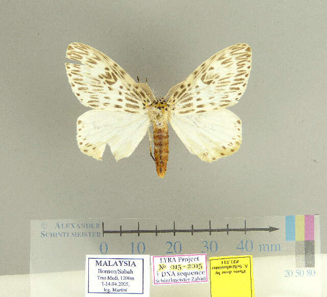 Image of Psilochira Toxopeus 1948