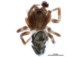 Image of Tachygyna proba Millidge 1984