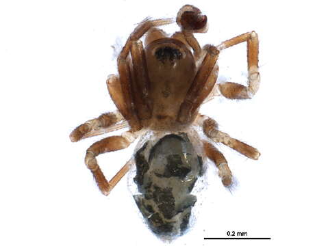 Image of Tachygyna proba Millidge 1984