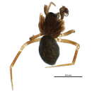 Image of Spirembolus monticolens (Chamberlin 1919)
