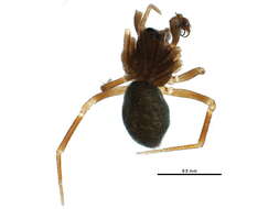 Image of Spirembolus monticolens (Chamberlin 1919)