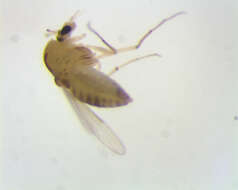 Thienemanniella resmi