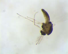 Thienemanniella resmi