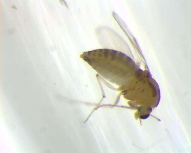 Thienemanniella resmi