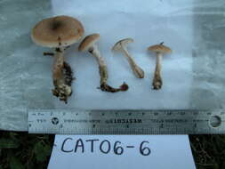 Image of Armillaria gallica Marxm. & Romagn. 1987