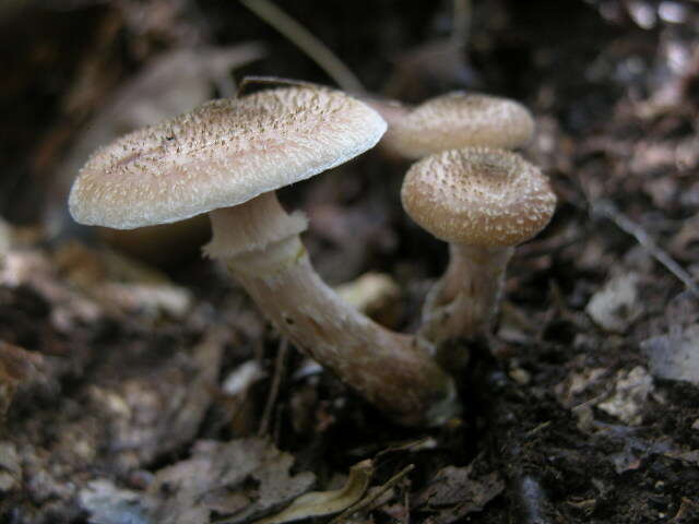 Image of Armillaria gallica Marxm. & Romagn. 1987