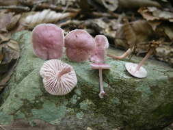 Image of Mycena pura (Pers.) P. Kumm. 1871