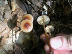 Image of Mycena haematopus (Pers.) P. Kumm. 1871