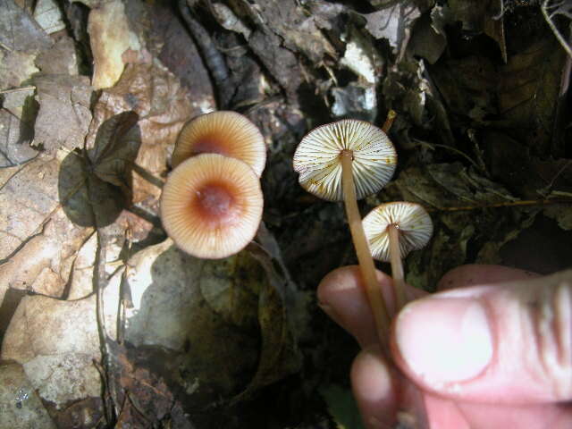 Image of Mycena haematopus (Pers.) P. Kumm. 1871