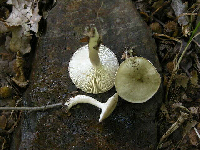 Image de Clitocybe odora (Bull.) P. Kumm. 1871