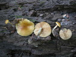 Image of Galerina marginata (Batsch) Kühner 1935