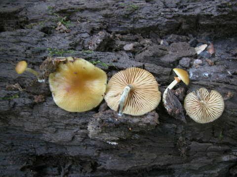 Image of Galerina marginata (Batsch) Kühner 1935