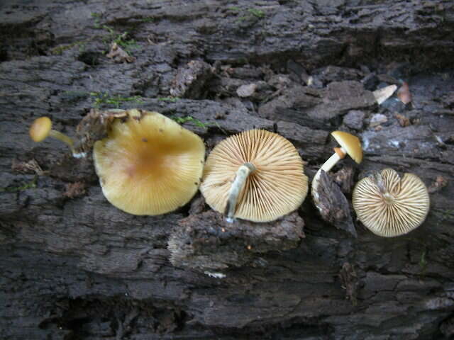 Image of Galerina marginata (Batsch) Kühner 1935