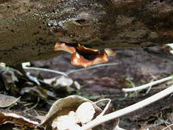 Image of black-footed polypore