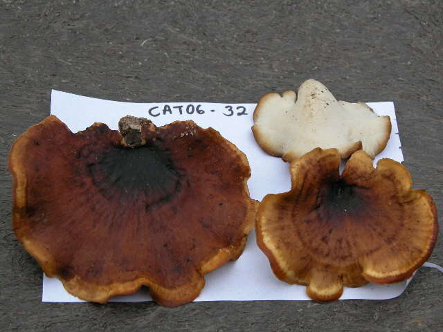 Image of black-footed polypore