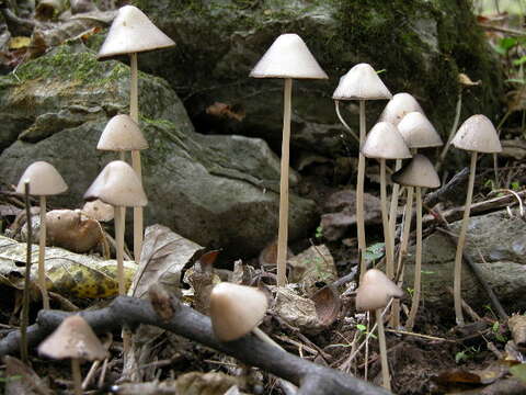 Image de Psathyrella