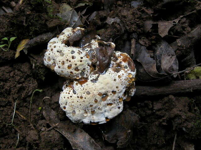 Image of Late fall polypore