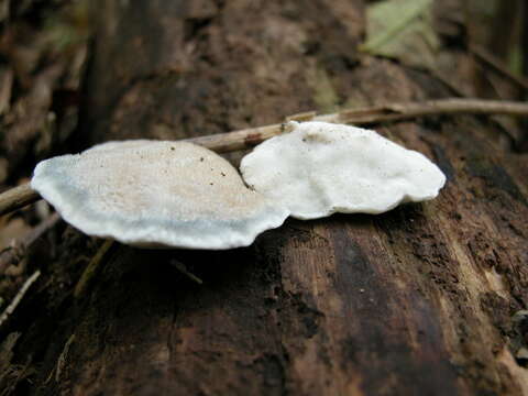 Image de Polypore bleuté