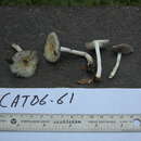 Image of Stropharia