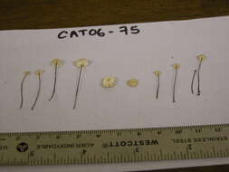 Image of Marasmius capillaris