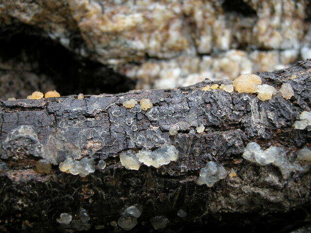 Image of Dacrymyces palmatus