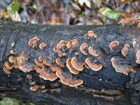 Image of False turkeytail